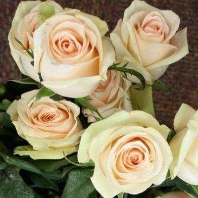 Роза Ла Перла Роза Ла Перла фото