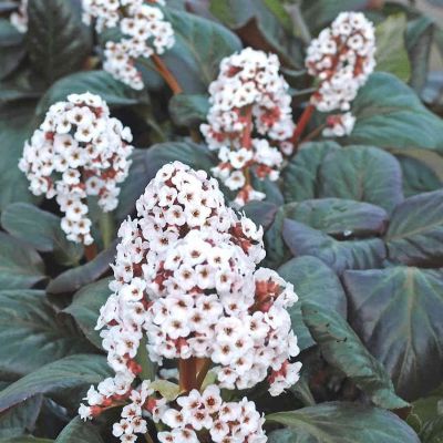 Бадан Бах Бадан Бах - Dolina-Sad.Ru