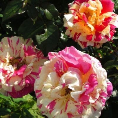 Роза Ванилла Фрайз Роза Ванилла Фрайз - Dolina-Sad.Ru