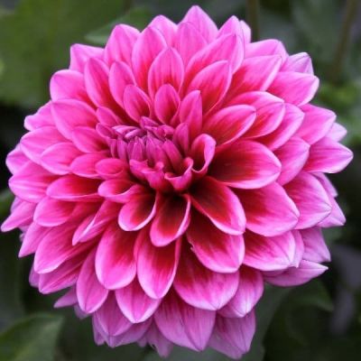 Георгина Артур Хамблей (Гиганты) Георгина Артур Хамблей (Гиганты) фото