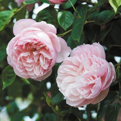 Роза Дженероуз Гарденер Роза Дженероуз Гарденер - Dolina-Sad.Ru