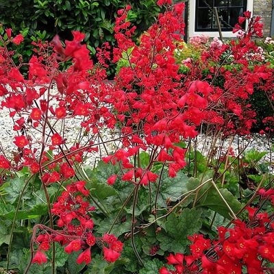 Гейхера кроваво-красная Гейхера кроваво-красная - Dolina-Sad.Ru