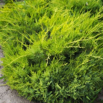 Можжевельник горизонтальный Куривао Голд Можжевельник горизонтальный Куривао Голд фото