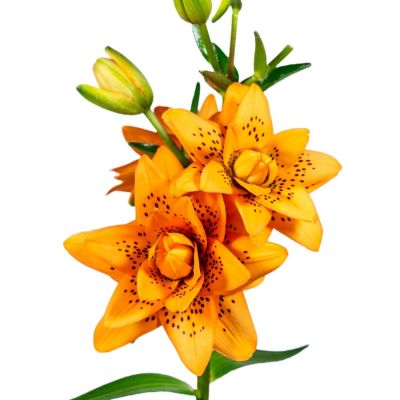 Лилия Датч Дизайн Лилия Датч Дизайн - Dolina-Sad.Ru