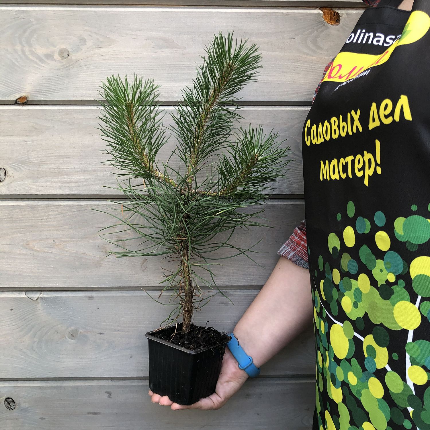 Сосна черная Сосна черная фото