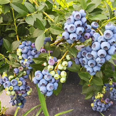 Голубика Река (Высокорослая) Голубика Река (Высокорослая) фото