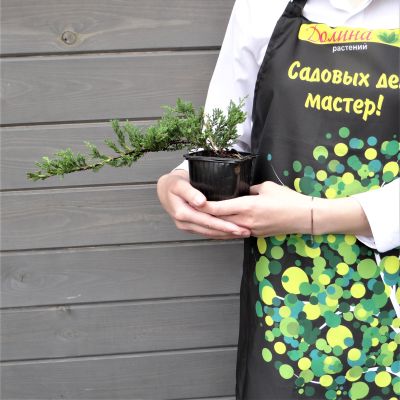 Можжевельник Горизонтальный Принц Уэльский Можжевельник Горизонтальный Принц Уэльский фото