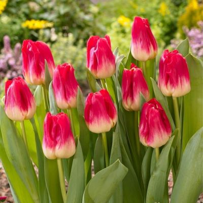 Тюльпан Матч Тюльпан Матч - Dolina-Sad.Ru