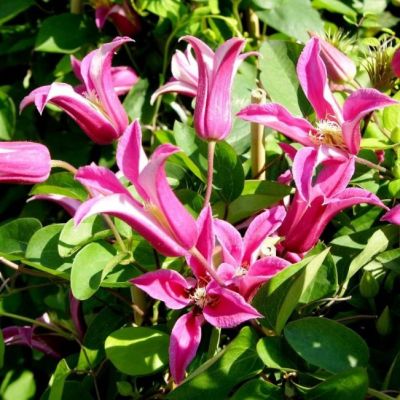 Клематис Принцесса Диана Клематис Принцесса Диана - Dolina-Sad.Ru