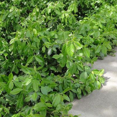 Бересклет Форчуна Дартс Бланкет Бересклет Форчуна Дартс Бланкет - Dolina-Sad.Ru