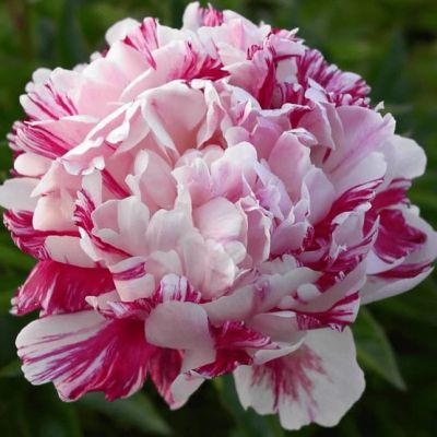 Гвоздика садовая Авранчин Гвоздика садовая Авранчин фото