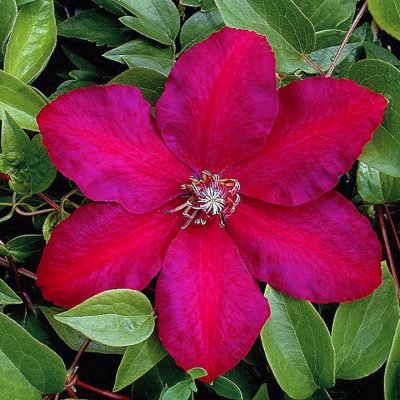 Клематис Кардинал Вышинский Клематис Кардинал Вышинский фото