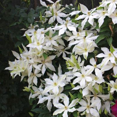 Клематис Роко-Колла Клематис Роко-Колла - Dolina-Sad.Ru