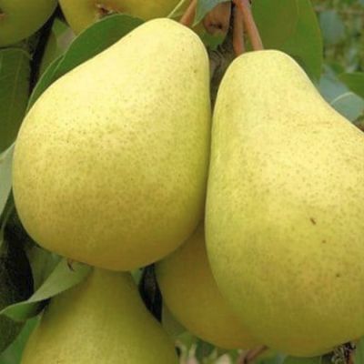 Груша Лада Груша Лада - Dolina-Sad.Ru