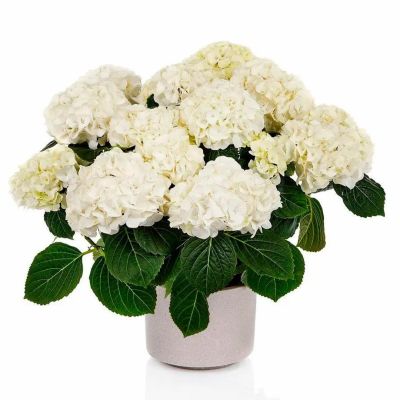 Гортензия крупнолистная Хай Кристал Пэлас Гортензия крупнолистная Хай Кристал Пэлас - Dolina-Sad.Ru