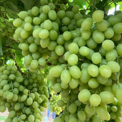 Виноград Регал Виноград Регал - Dolina-Sad.Ru