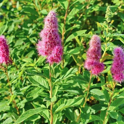 Спирея Билларда Спирея Билларда - Dolina-Sad.Ru