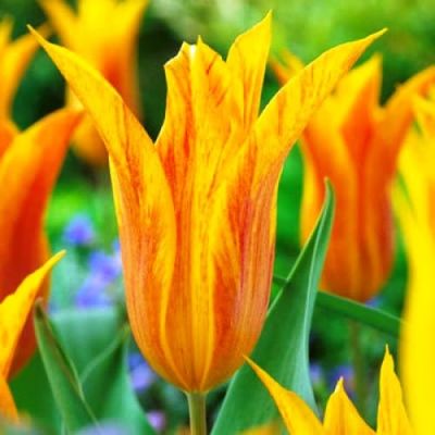 Тюльпан Венди Глоуб Тюльпан Венди Глоуб фото