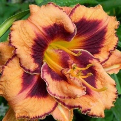 Лилейник Эксплодед Пампкин фото