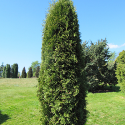 Туя западная Малониана Туя западная Малониана фото