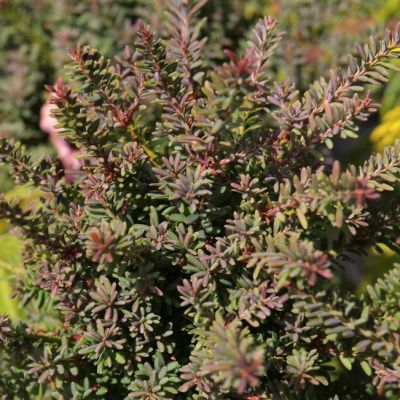 Подокарп Рэд Тип Подокарп Рэд Тип фото