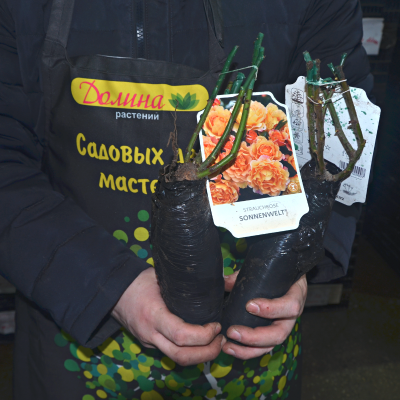 Роза Зоненвельт Роза Зоненвельт фото