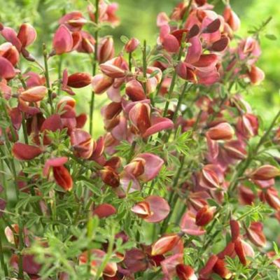 Ракитник Мария Бурквуд Ракитник Мария Бурквуд фото