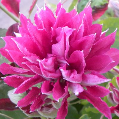 Клематис Рэд Стар Клематис Рэд Стар фото