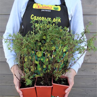 Лапчатка кустарниковая Белла Соль Лапчатка кустарниковая Белла Соль фото