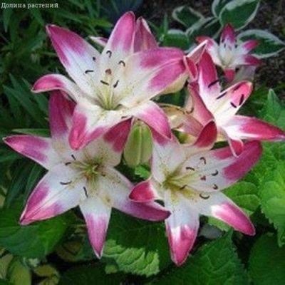 Лилия Лоллипоп Лилия Лоллипоп фото
