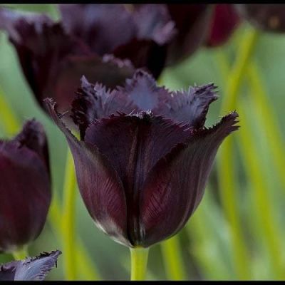 Тюльпан Винсент Ван Гог Тюльпан Винсент Ван Гог фото