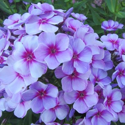 Флокс метельчатый Неон Флае Блу Флокс метельчатый Неон Флае Блу - Dolina-Sad.Ru