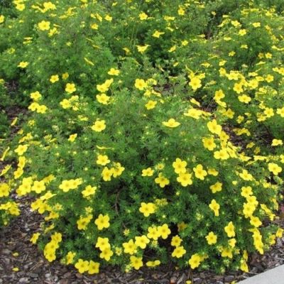 Лапчатка кустарниковая Саммерфлор, С3 - Dolina-Sad.Ru