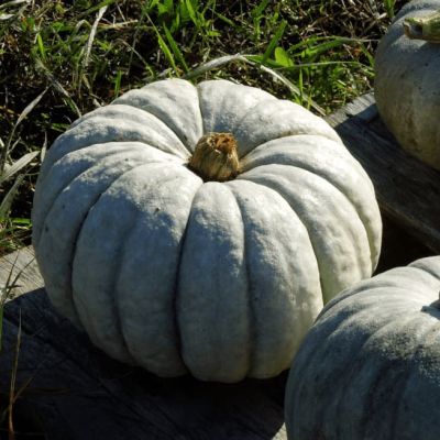 Тыква крупноплодная Мраморная фото