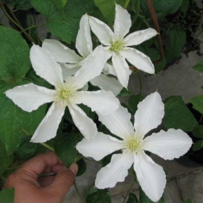 Клематис Джон Хакстэйбл Клематис Джон Хакстэйбл фото