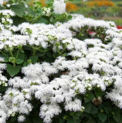 Агератум Белый Шар фото