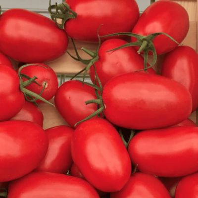 Томат Ирэн F1 (А) Томат Ирэн F1 (А) фото