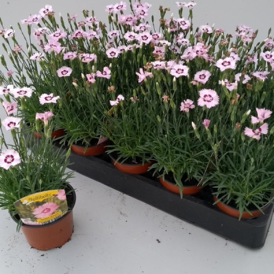 Гвоздика перистая "Дикси Ред Роуз Биколор" Гвоздика перистая "Дикси Ред Роуз Биколор" фото