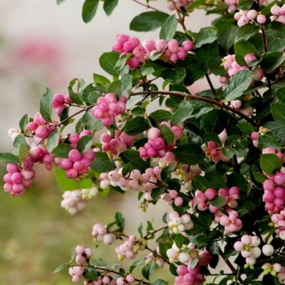 Снежноягодник Доренбоза фото