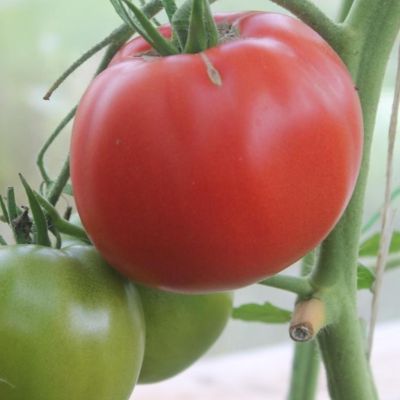 Томат Пухлые щечки автор. Томат Пухлые щечки автор. - Dolina-Sad.Ru