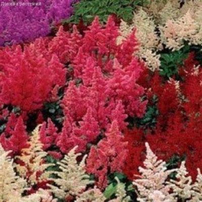 Астильба китайская Даурия, смесь 0,05 г Н10 Астильба китайская Даурия, смесь 0,05 г Н10 фото
