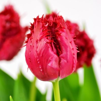 Тюльпан Барбадос Тюльпан Барбадос фото