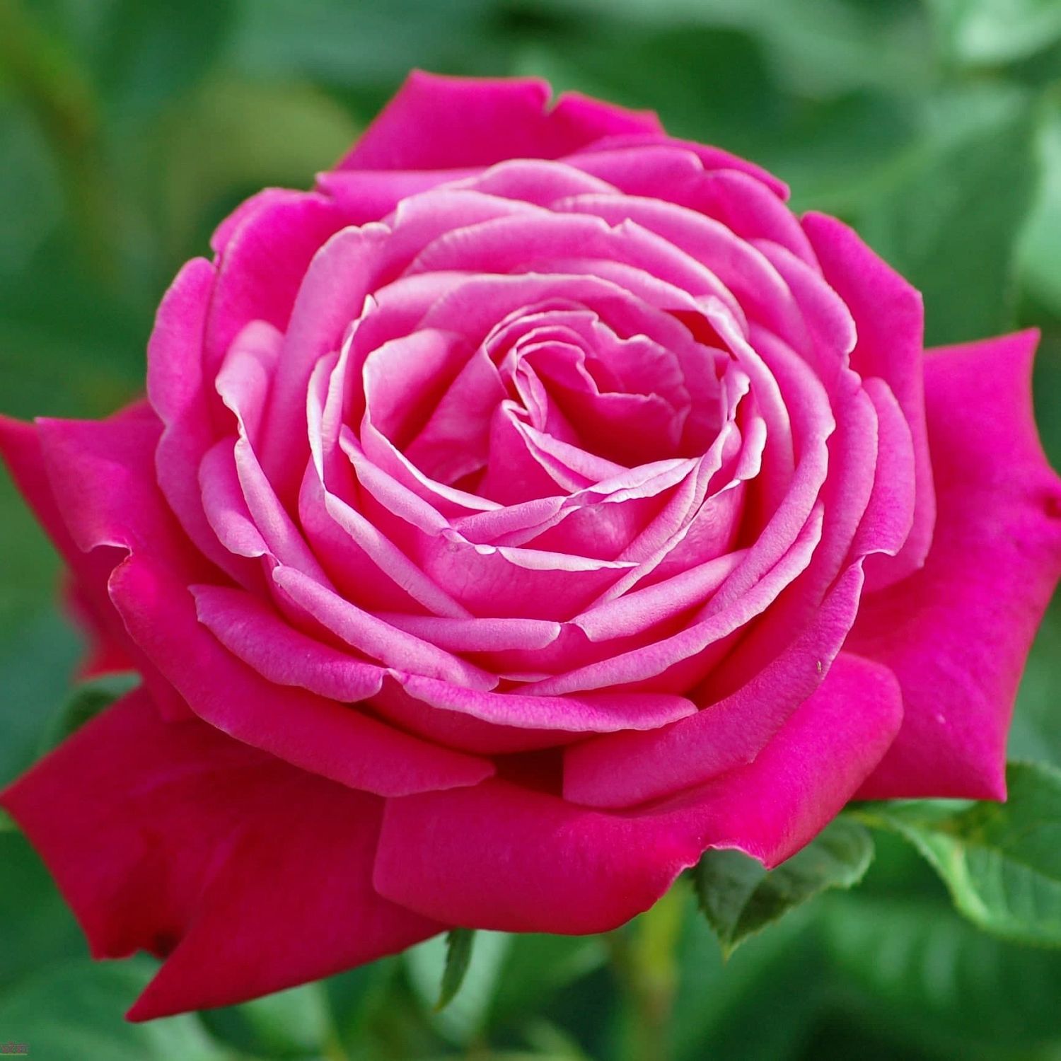 Роза Сентер Ройял Роза Сентер Ройял фото