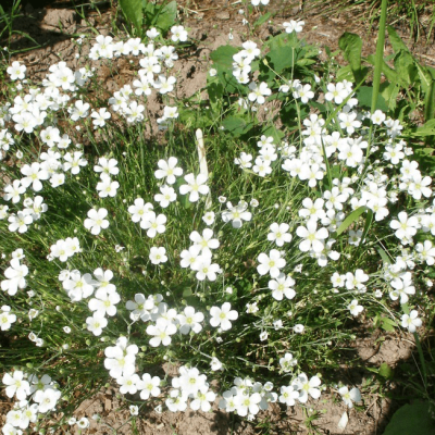 Мшанка шиловидная Суприм , x Мшанка шиловидная Суприм , x фото