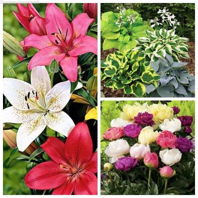 Комплект 5(Лилия+пион+хоста) Комплект 5(Лилия+пион+хоста) фото