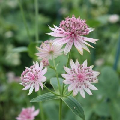 Астранция крупная Пинк Прайд - Dolina-Sad.Ru