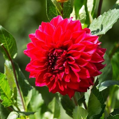 Георгина Барбаросса (Гиганты) Георгина Барбаросса (Гиганты) фото