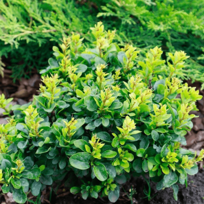 Барбарис тунберга Кобольд Барбарис тунберга Кобольд фото