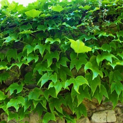 Виноград тройчатый Вичи - Dolina-Sad.Ru