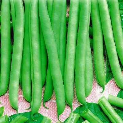 Фасоль Сакса Без Волокна Фасоль Сакса Без Волокна фото